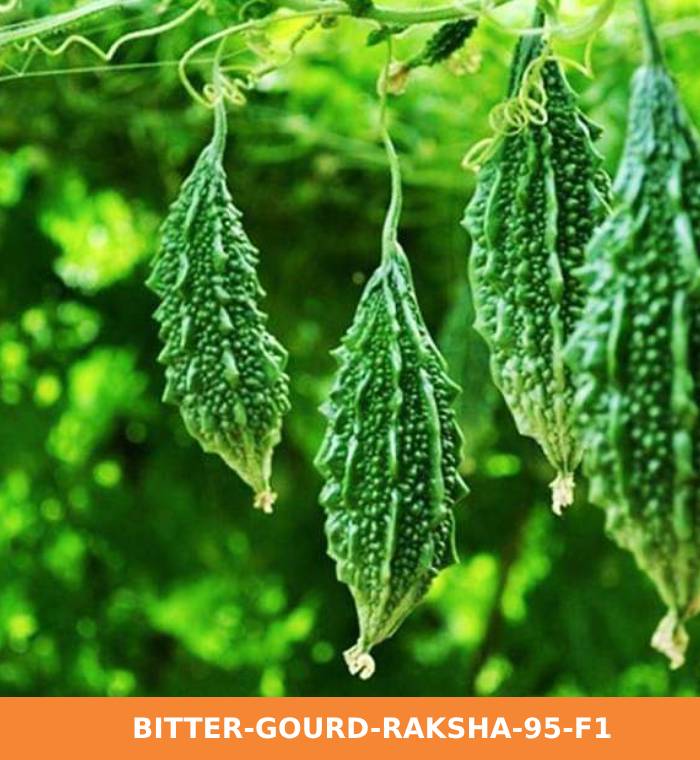 Ribose Green Seeds - Vegetables, Fruits and Flowers Seeds