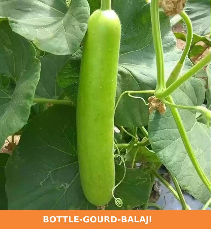 ribose-green-seeds-bottle-gourd-balaji