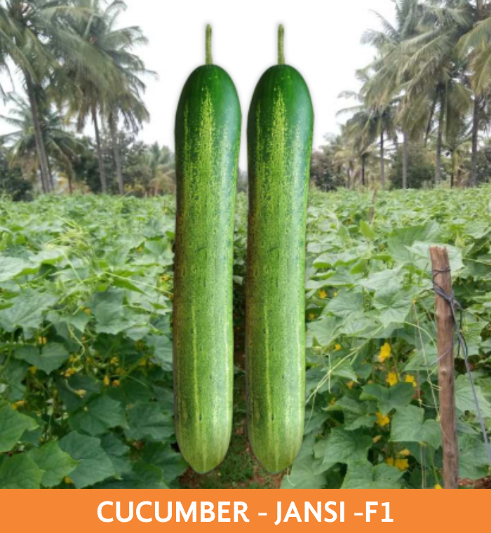 ribose-green-seeds-cucumber-jansi-f1