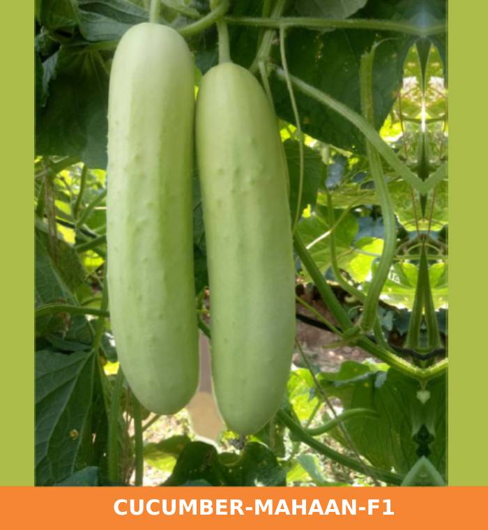 ribose-green-seeds-cucumber-mahaan-f1