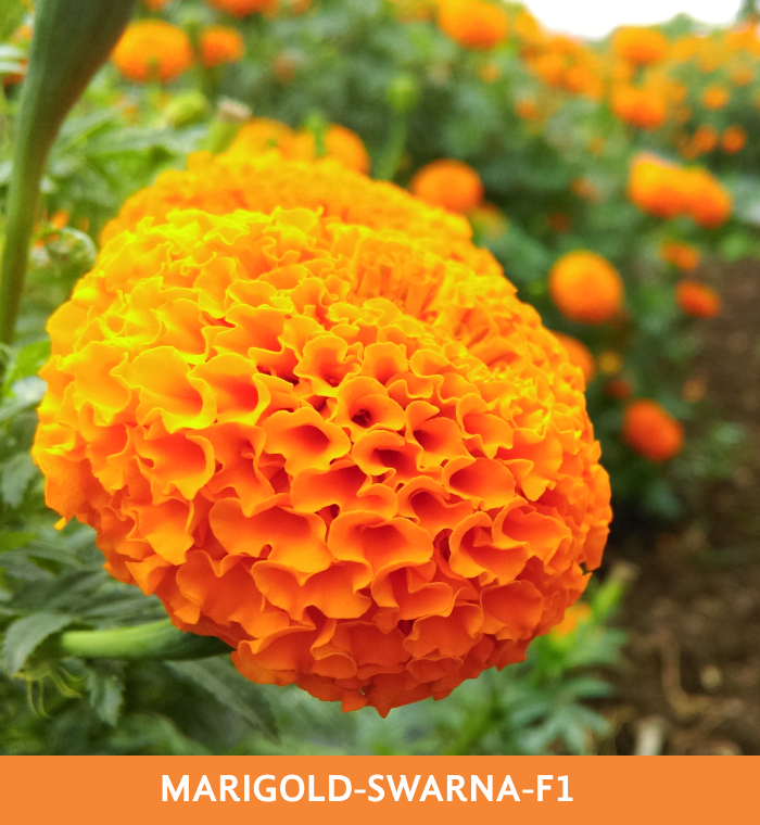 ribose-green-seeds-marigold-swarna-f1