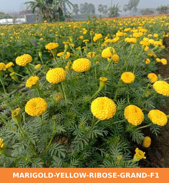 ribose-green-seeds-marigold-yellow-ribose-grand-f1