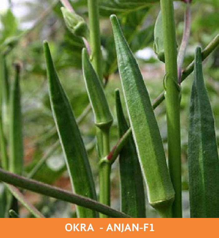 ribose-green-seeds-okra-anjan-f1