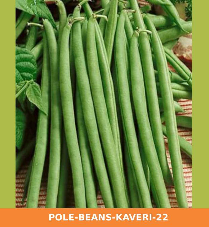 ribose-green-seeds-pole-beans-kaveri-22.jpg