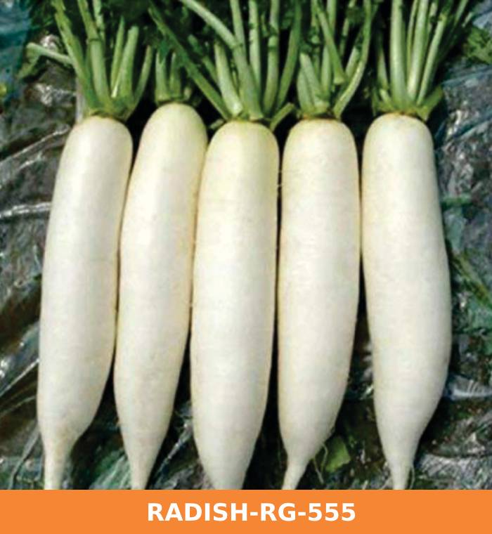 ribose-green-seeds-radish-rg-555