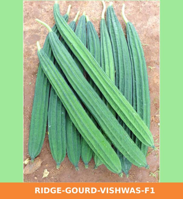 ribose-green-seeds-ridge-gourd-vishwas-f1