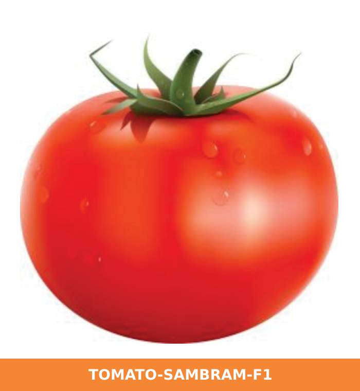 ribose-green-seeds-tomato-sambram-f1