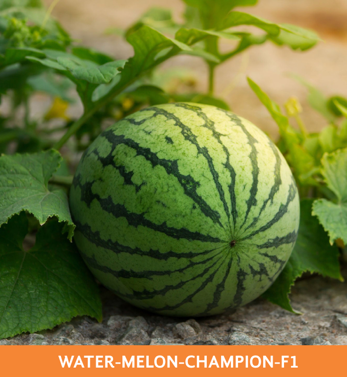 ribose-green-seeds-water-melon-champion-f1